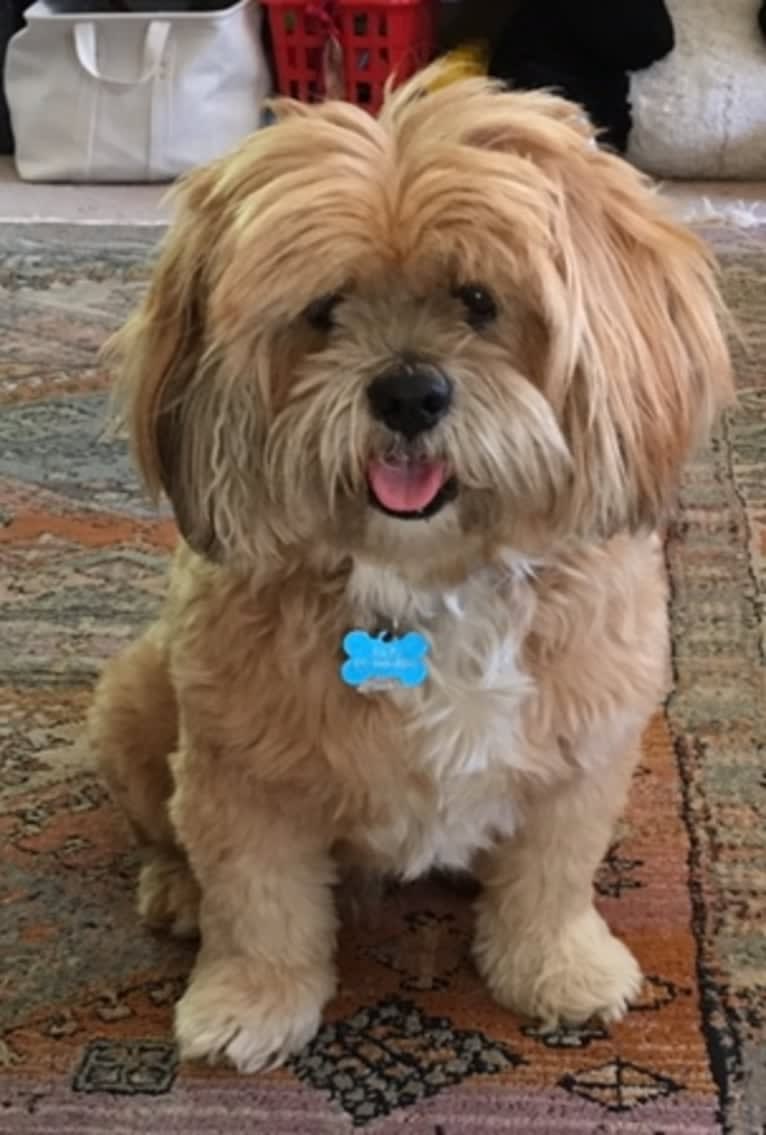 Rafi, a Lhasa Apso tested with EmbarkVet.com