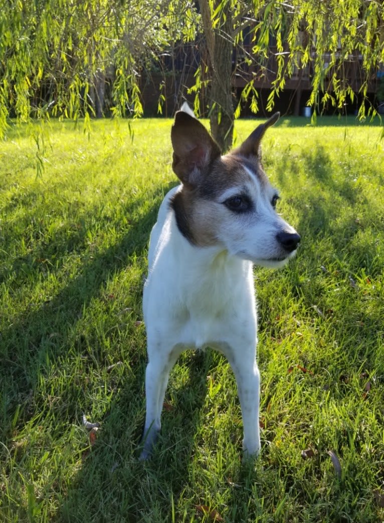 Alice Foxy, a Russell-type Terrier and Rottweiler mix tested with EmbarkVet.com