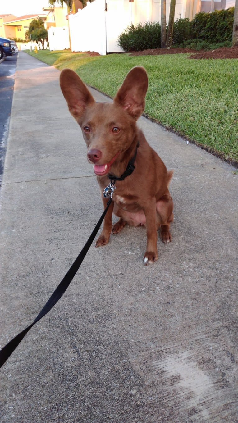 Little Red, a Russell-type Terrier and American Eskimo Dog mix tested with EmbarkVet.com