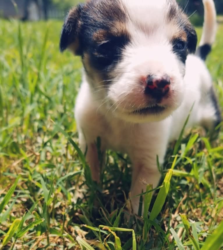 Clyde, a Basset Hound and Australian Cattle Dog mix tested with EmbarkVet.com