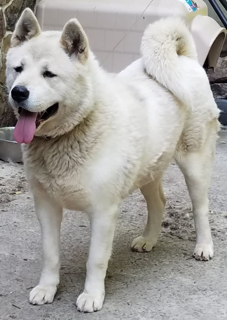 Arya, an Akita tested with EmbarkVet.com