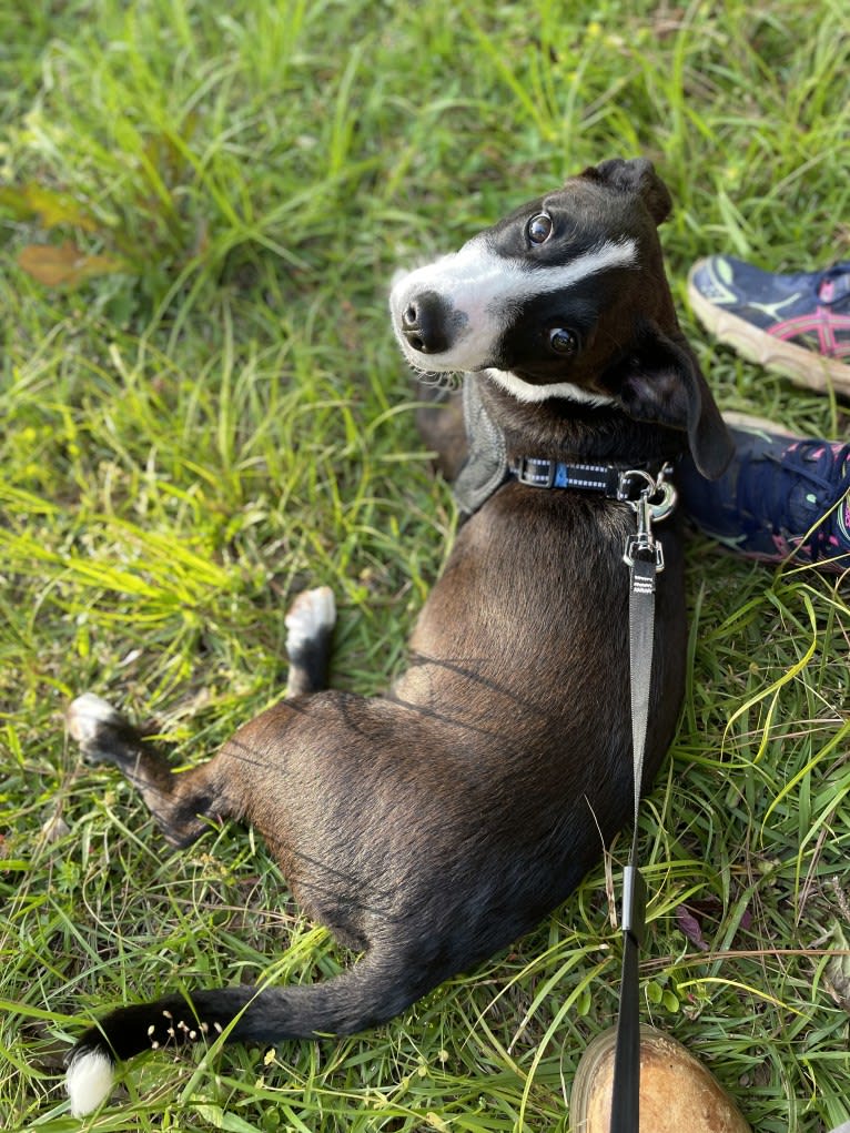 Bessie Doogie, a Rat Terrier and Labrador Retriever mix tested with EmbarkVet.com