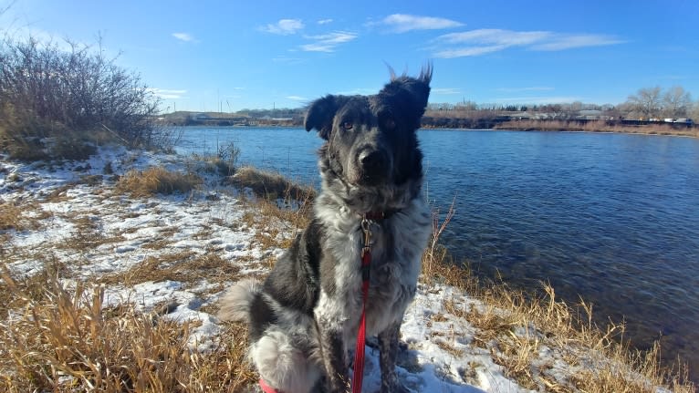 Hermes, an Australian Cattle Dog and Maremma Sheepdog mix tested with EmbarkVet.com