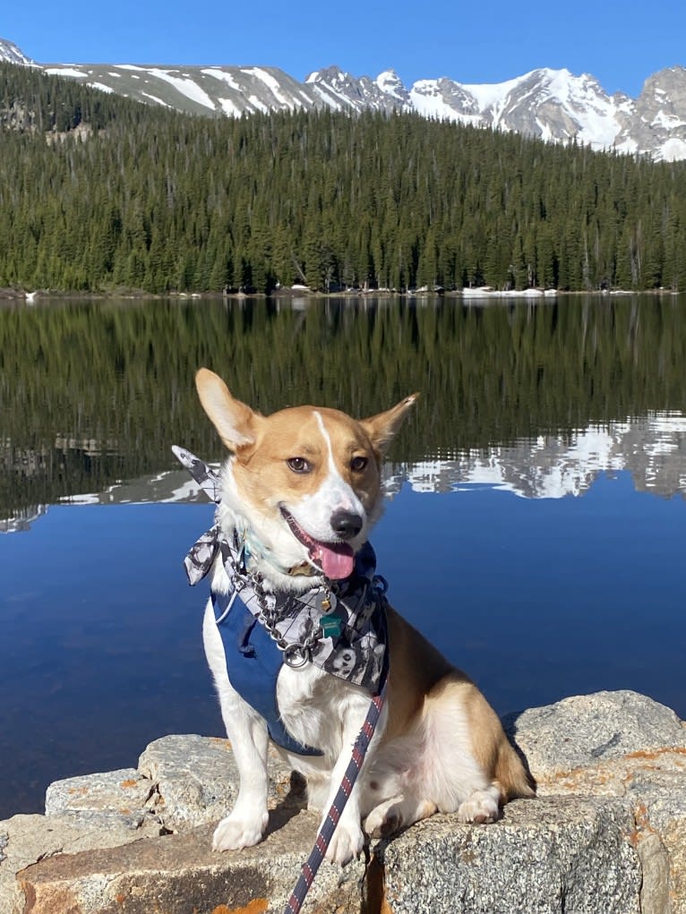 Franklin, a Pembroke Welsh Corgi tested with EmbarkVet.com