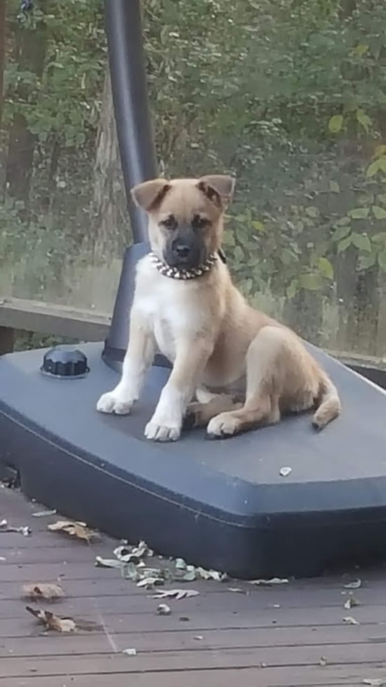 Mishka, an Akita and Miniature Schnauzer mix tested with EmbarkVet.com