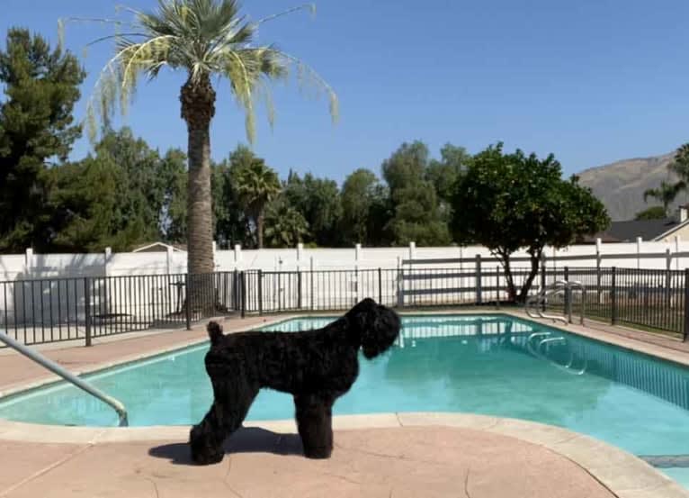 Pickles, a Black Russian Terrier tested with EmbarkVet.com