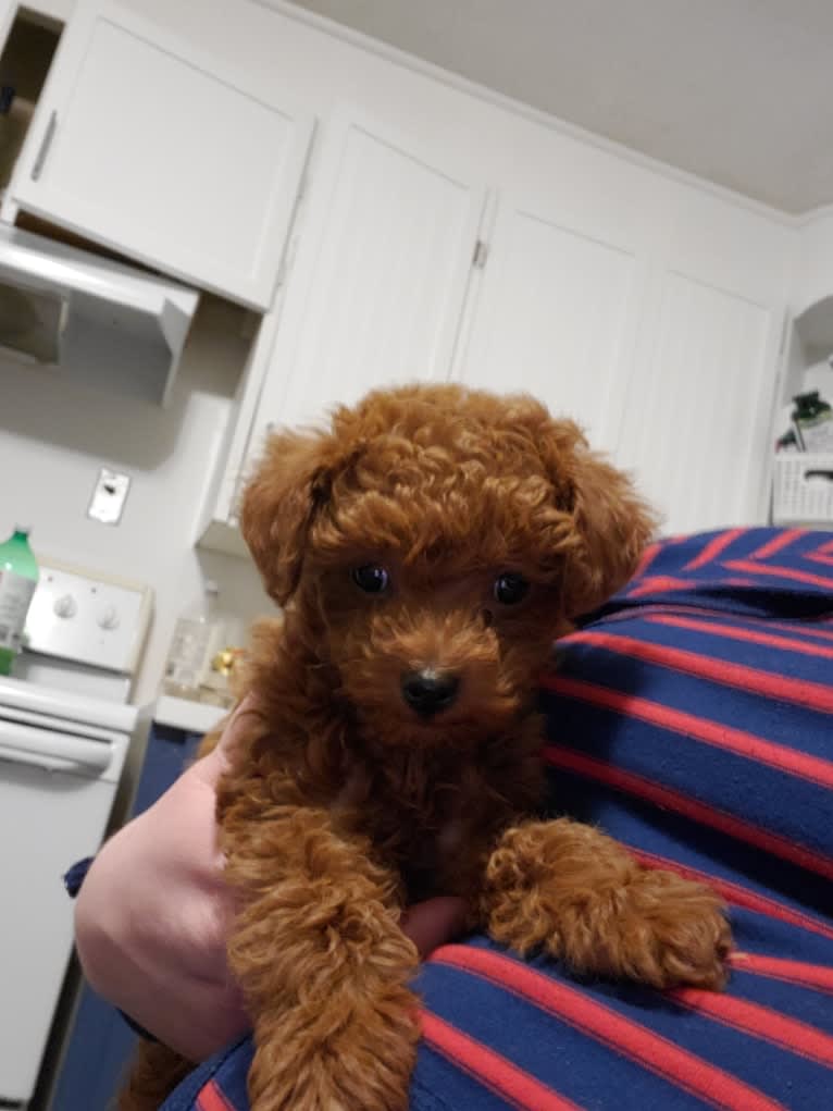 Clifford, a Poodle (Small) tested with EmbarkVet.com
