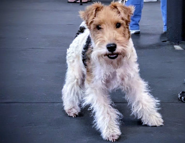 Charlotte, a Wire Fox Terrier tested with EmbarkVet.com