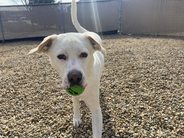 Wesley, a Boxer and German Shepherd Dog mix tested with EmbarkVet.com