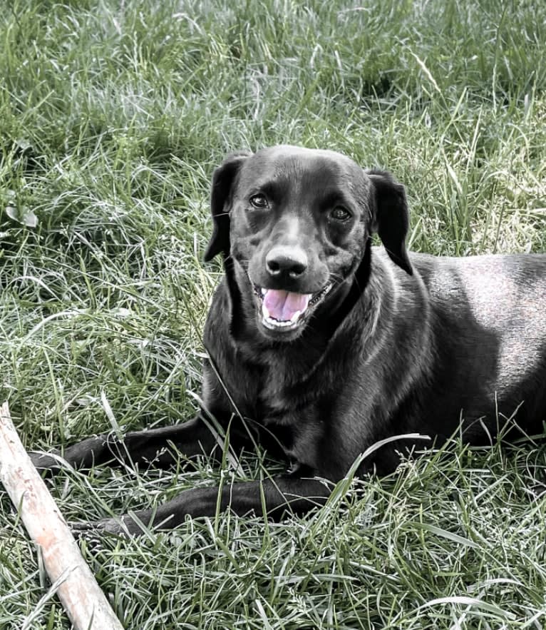 Mia, a Chihuahua and Rat Terrier mix tested with EmbarkVet.com