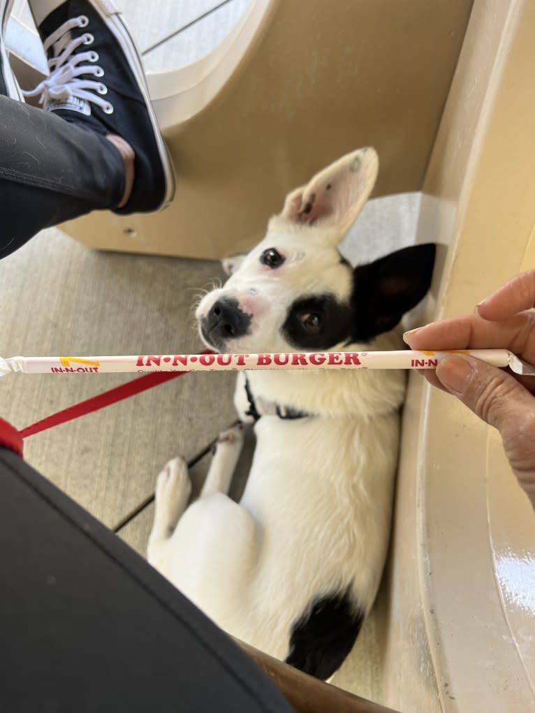 Luke Skywalker, an Australian Cattle Dog and Rat Terrier mix tested with EmbarkVet.com