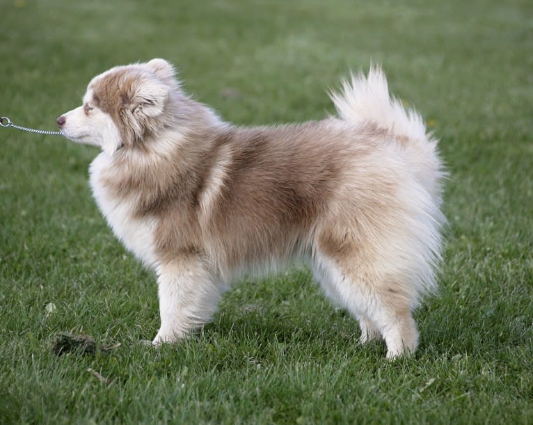 Lacy, a Pomsky tested with EmbarkVet.com