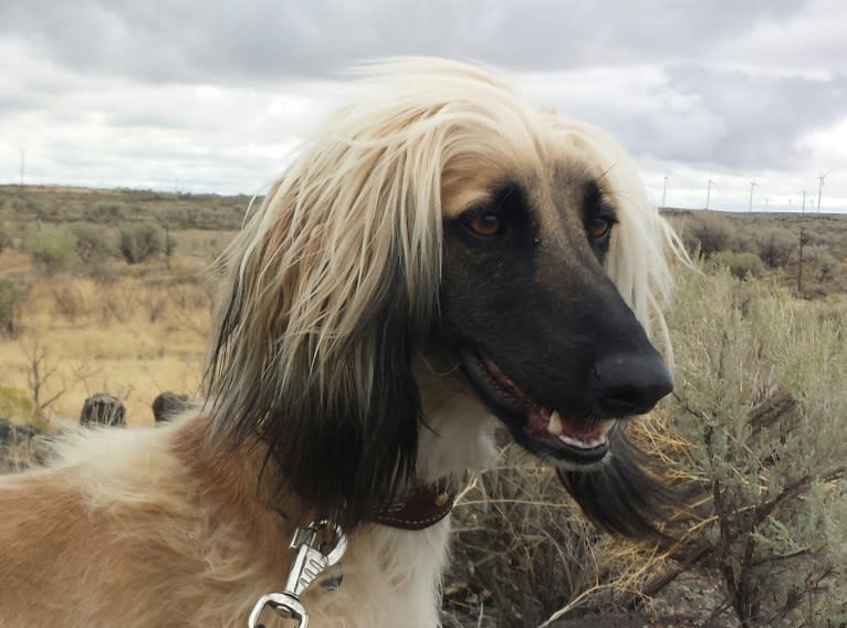 Habbi, an Afghan Hound tested with EmbarkVet.com