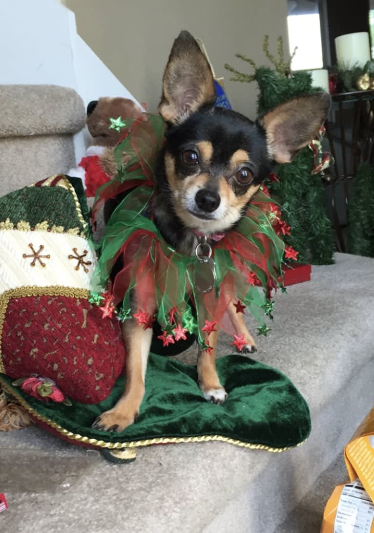 Coco, a Chihuahua and Rat Terrier mix tested with EmbarkVet.com