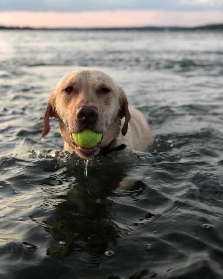 Gus, a Labrador Retriever tested with EmbarkVet.com