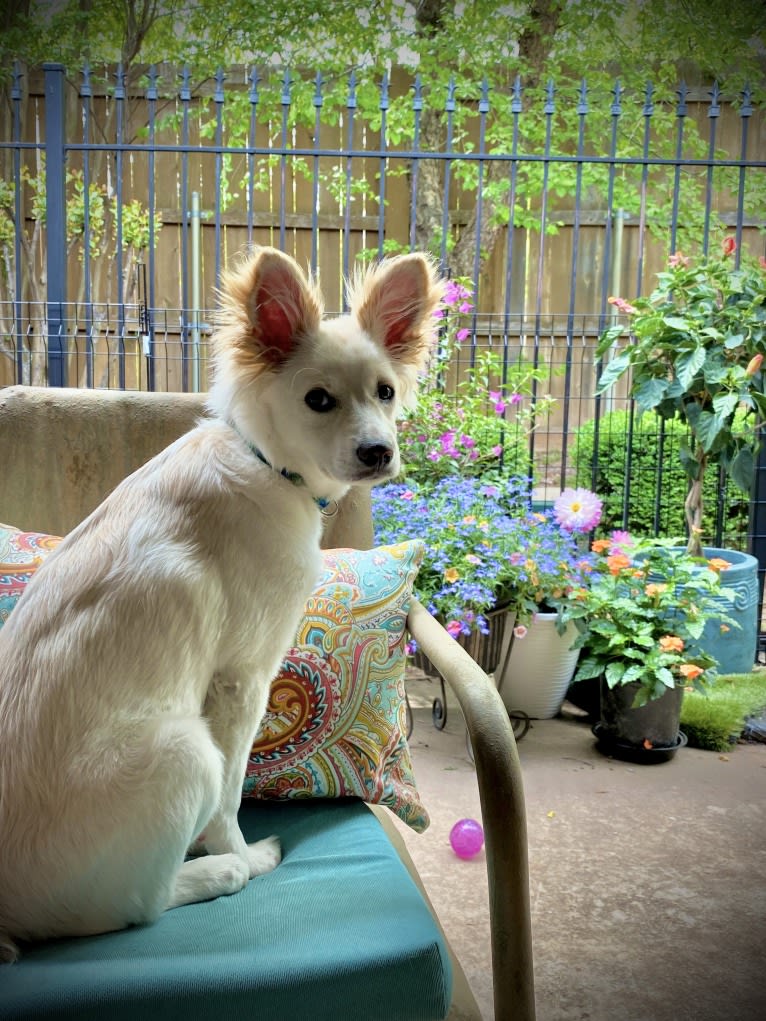 Simkah, a Chihuahua and Russell-type Terrier mix tested with EmbarkVet.com