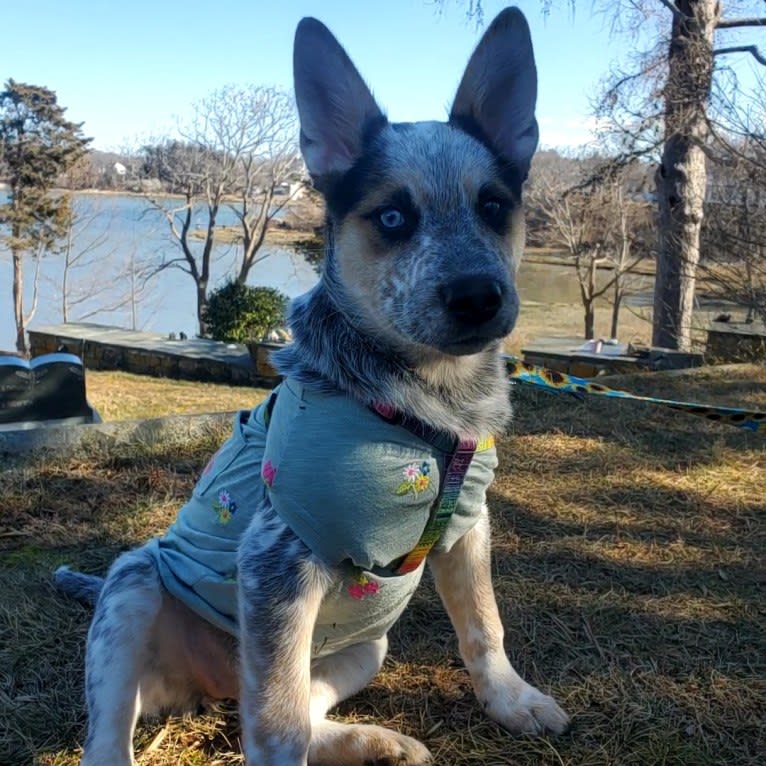 Flora, an Australian Cattle Dog and Siberian Husky mix tested with EmbarkVet.com