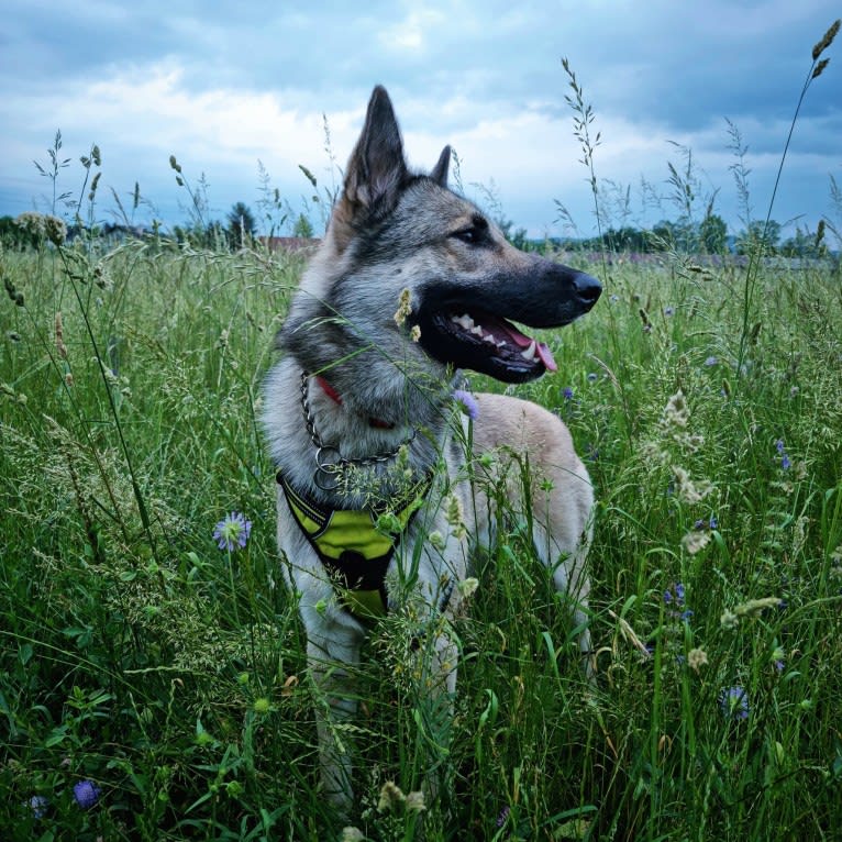 Hati a dog tested with EmbarkVet.com