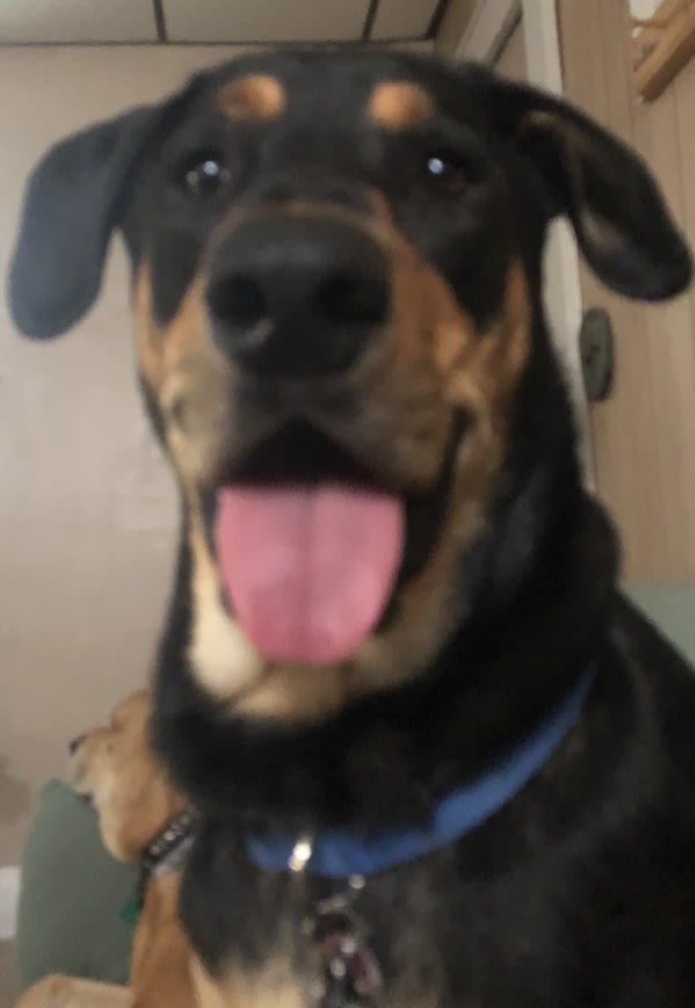 Wyatt, a Labrador Retriever and Doberman Pinscher mix tested with EmbarkVet.com