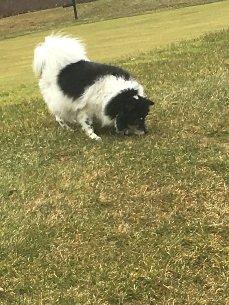 Piper, an American Eskimo Dog and Pomeranian mix tested with EmbarkVet.com