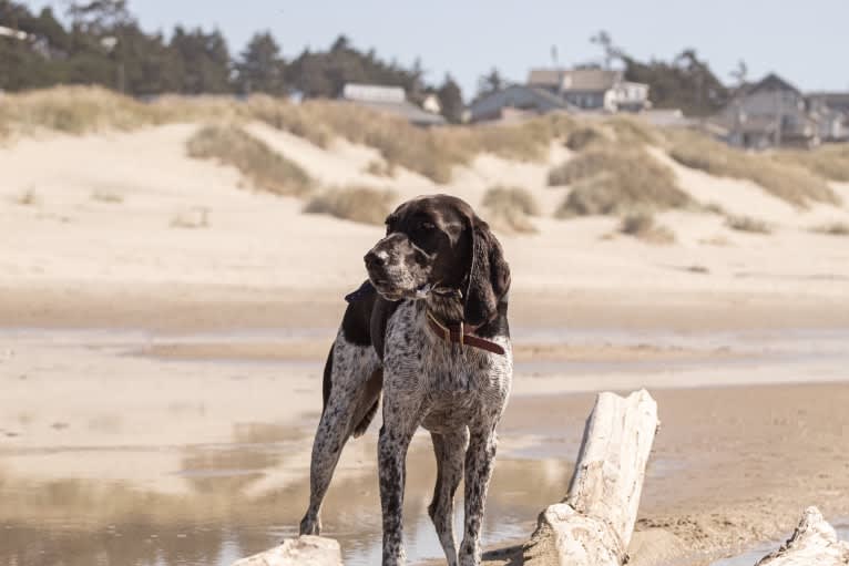 Dublin, a Coonhound and Brittany mix tested with EmbarkVet.com