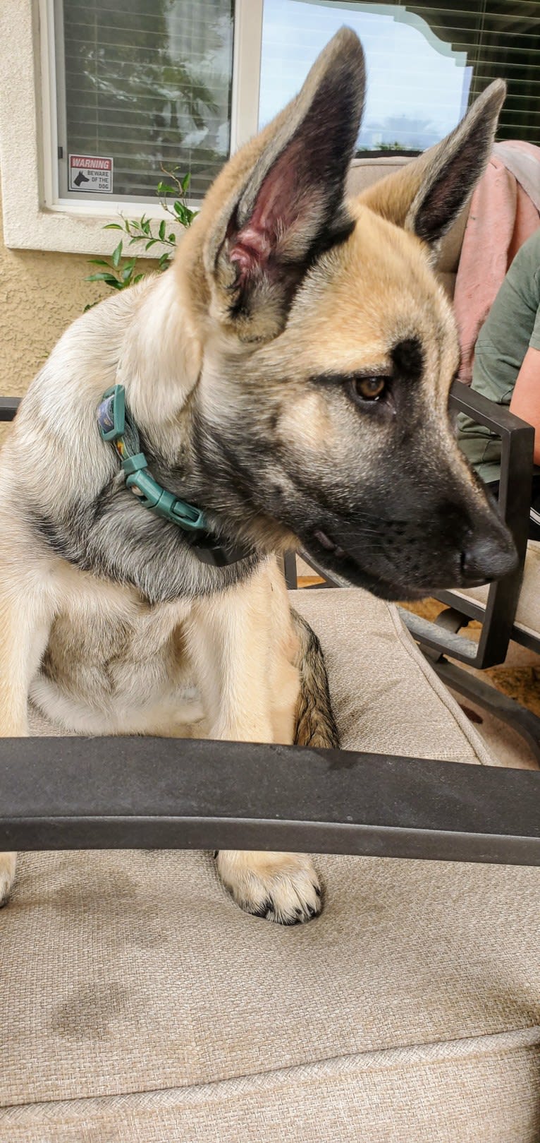 Ripley, a Belgian Malinois and Siberian Husky mix tested with EmbarkVet.com