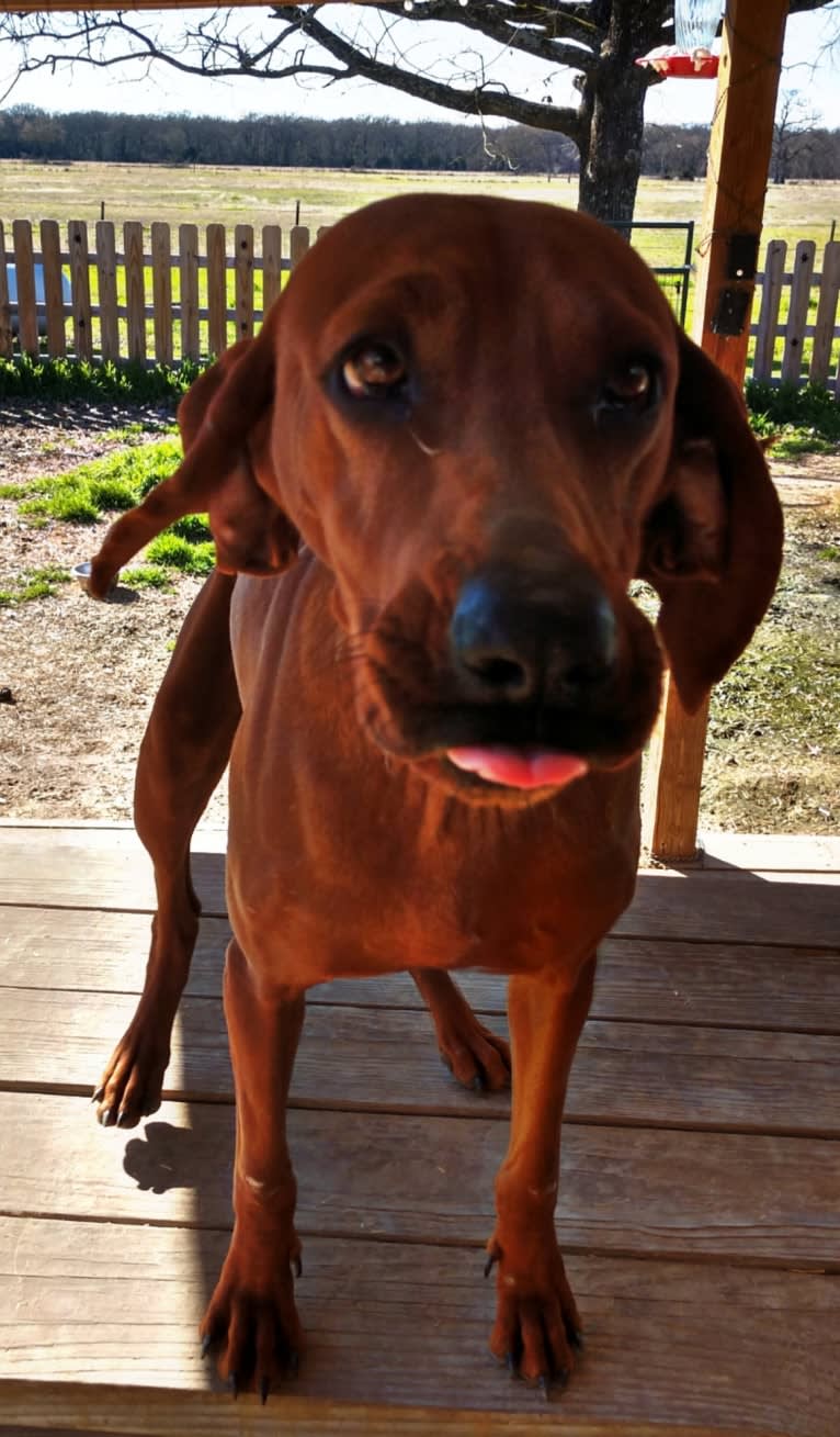 PR MCR Clementine Rose, a Redbone Coonhound tested with EmbarkVet.com