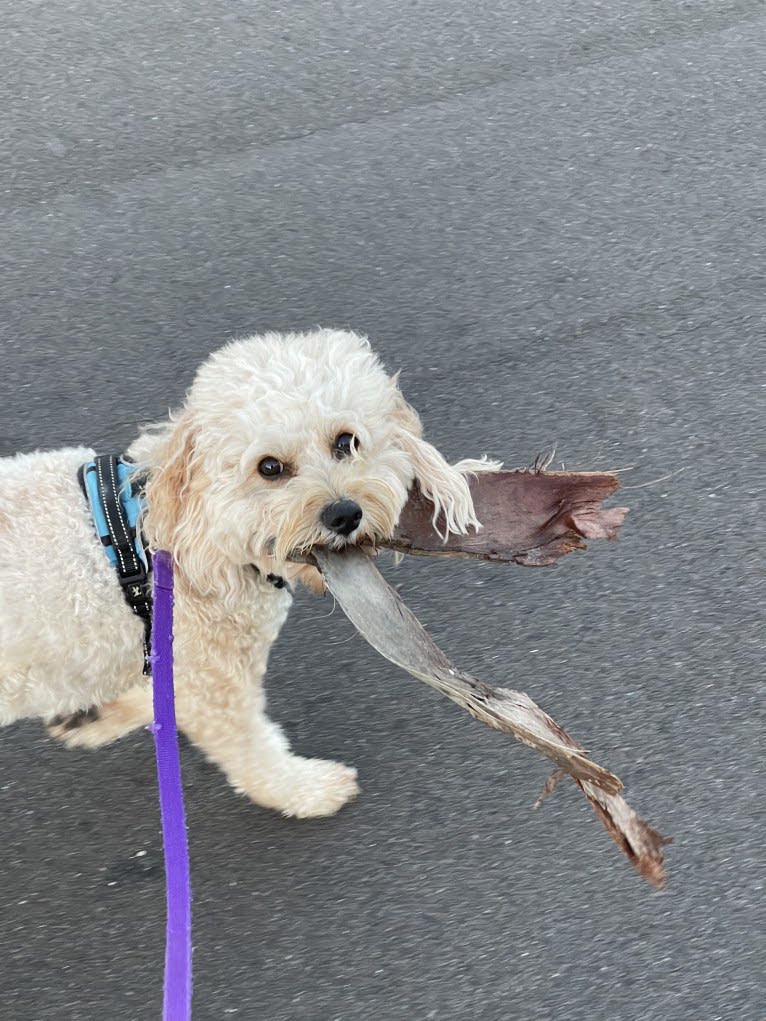 Leo, a Cavapoo tested with EmbarkVet.com