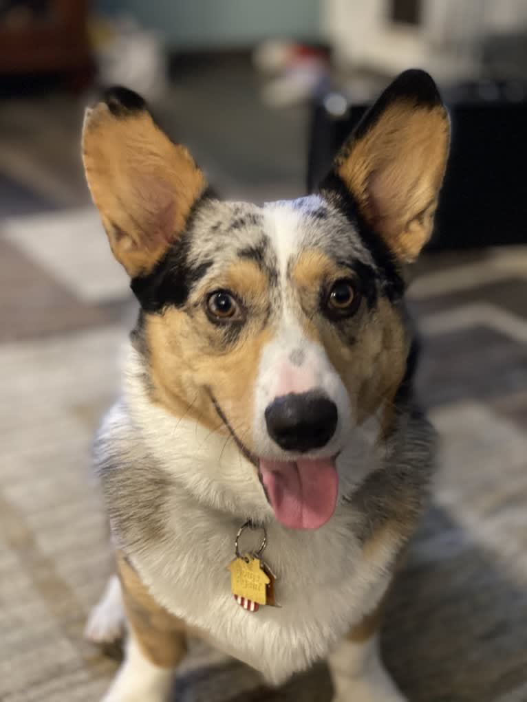 Corky, a Pembroke Welsh Corgi and Dachshund mix tested with EmbarkVet.com