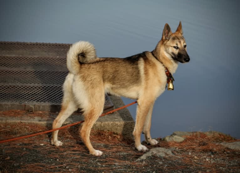 Raven, a West Siberian Laika tested with EmbarkVet.com