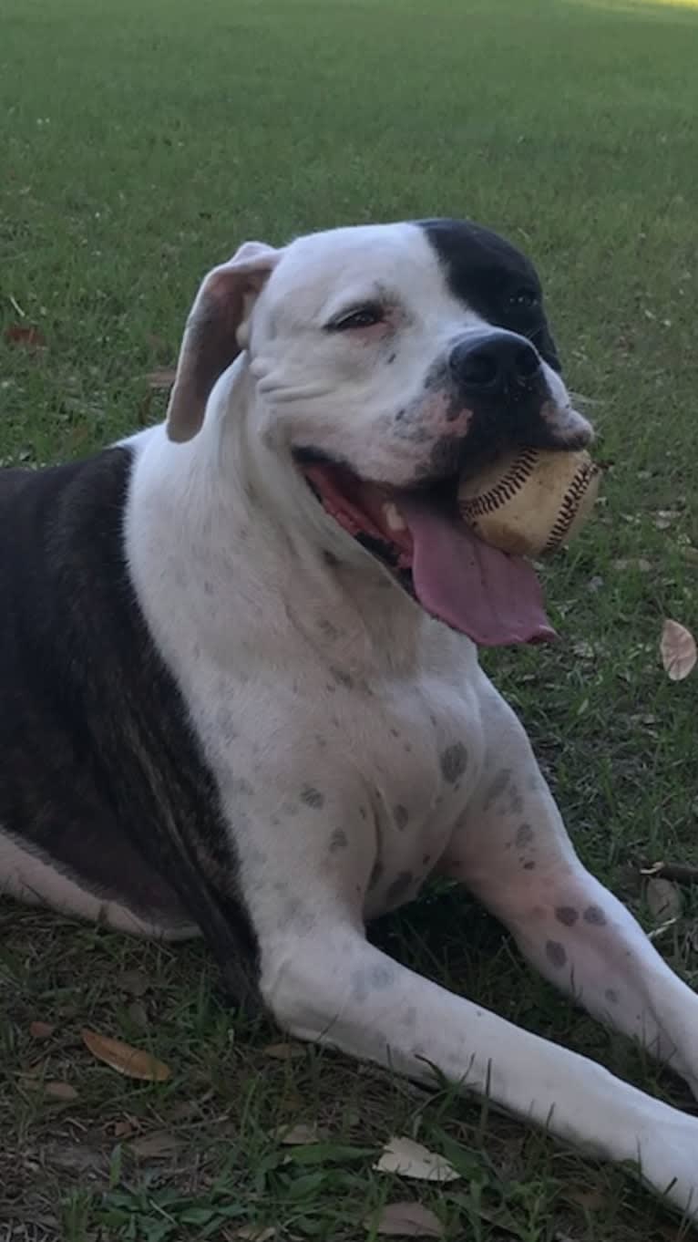 cayden, an American Pit Bull Terrier and American Bulldog mix tested with EmbarkVet.com