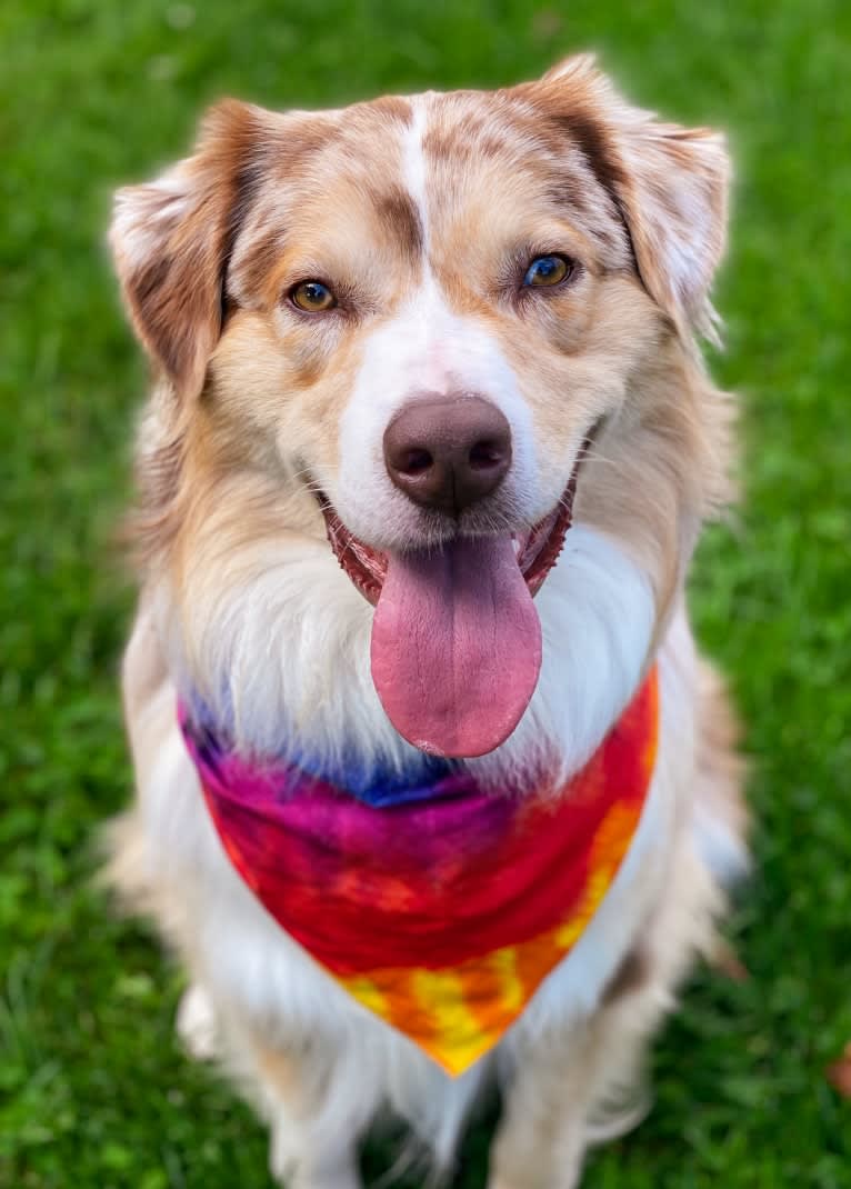 Neville, an Australian Shepherd tested with EmbarkVet.com