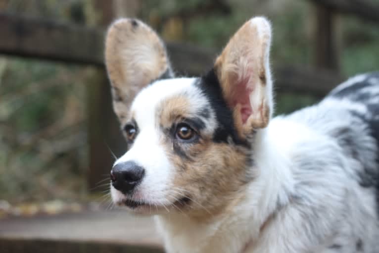 Julie, a Cardigan Welsh Corgi tested with EmbarkVet.com