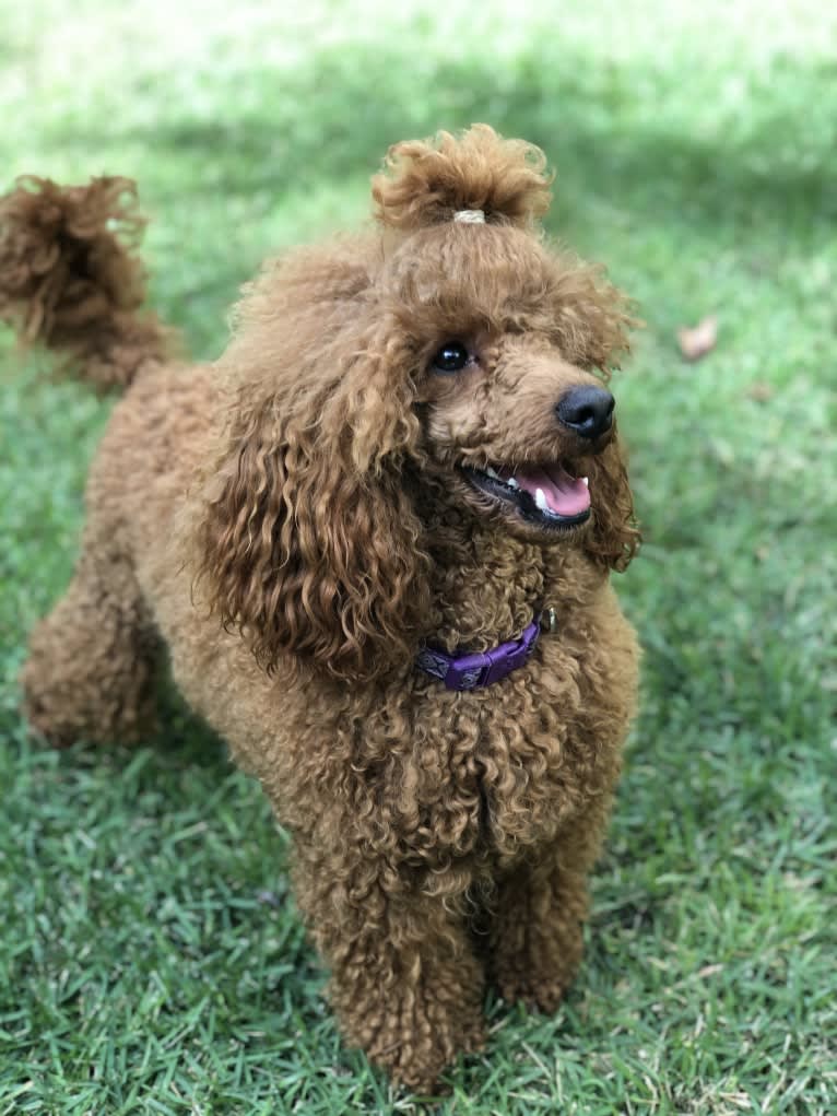 Loki, a Poodle (Small) tested with EmbarkVet.com