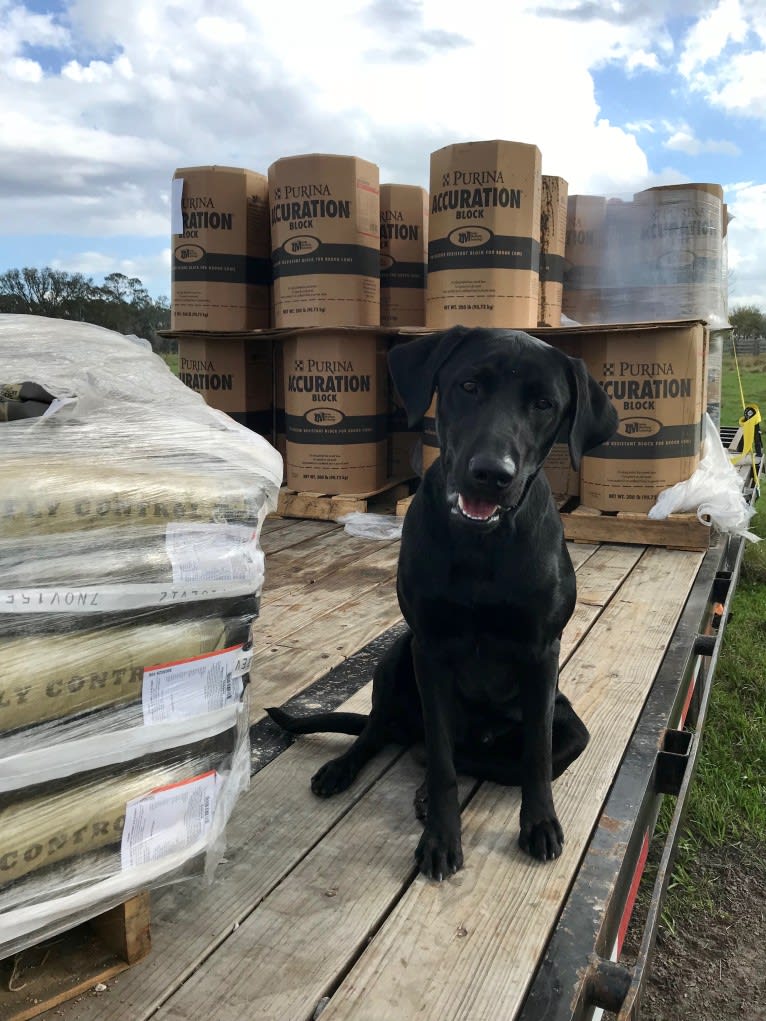 Gallatin, a Labrador Retriever tested with EmbarkVet.com