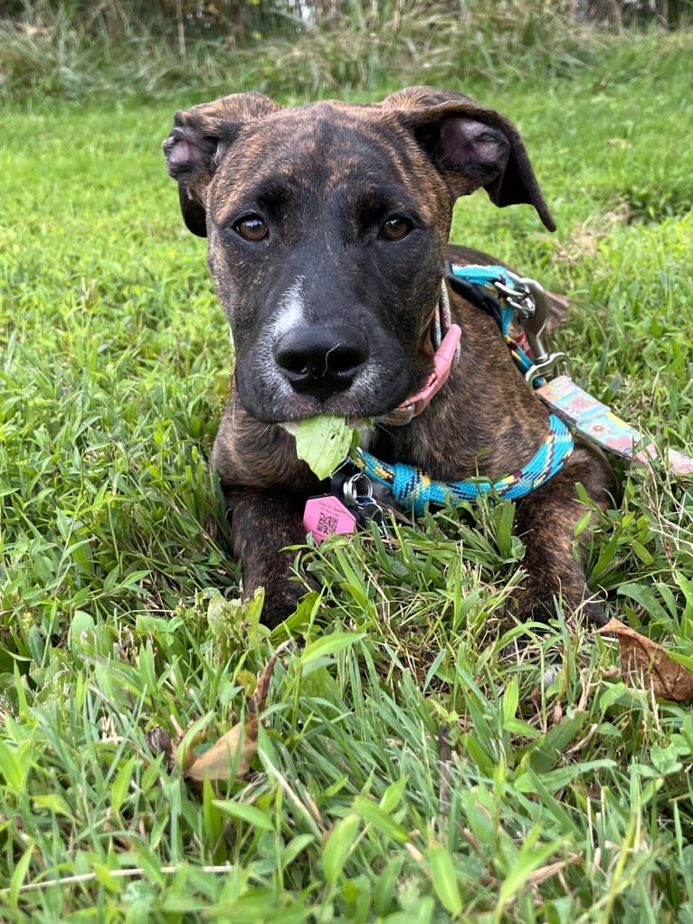 Winnie, an American Pit Bull Terrier and American Bulldog mix tested with EmbarkVet.com