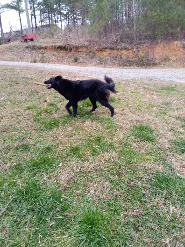 Dixie, a German Shepherd Dog and Australian Shepherd mix tested with EmbarkVet.com