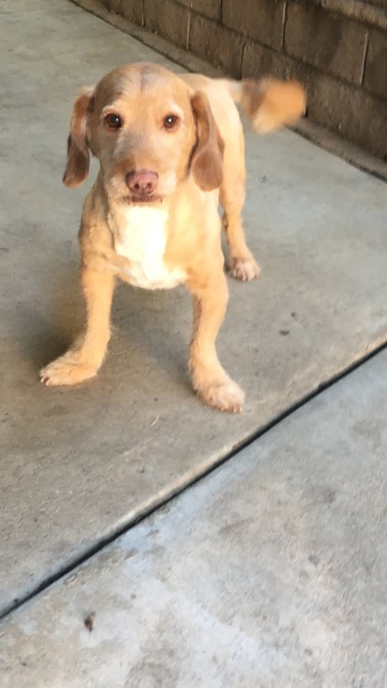 George, a Basset Hound and Poodle (Small) mix tested with EmbarkVet.com