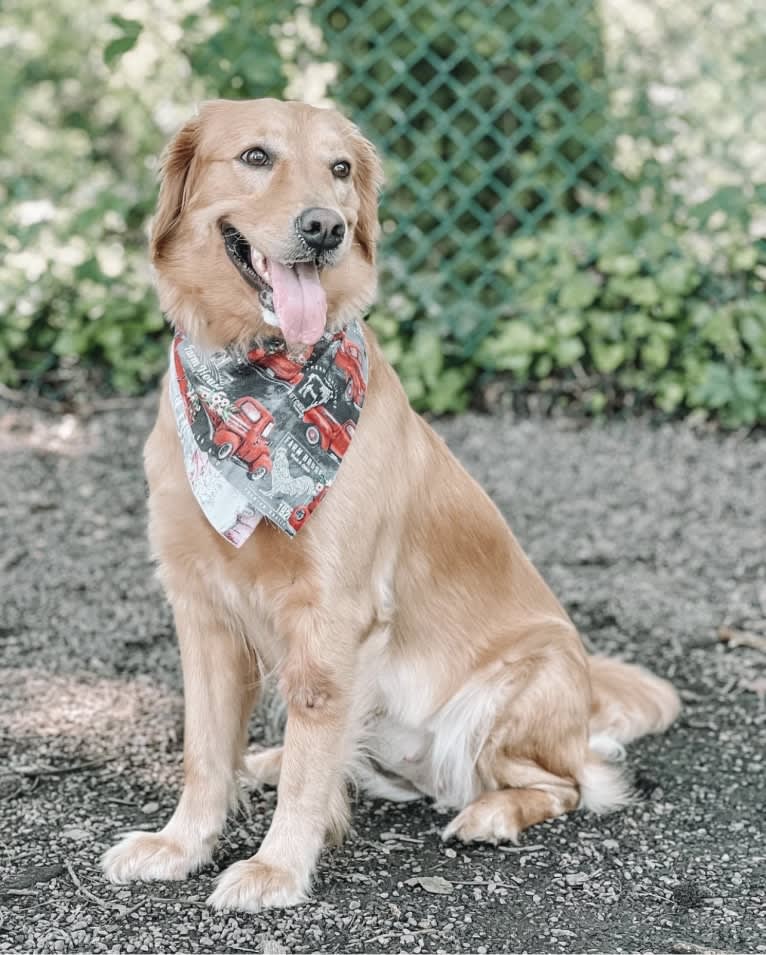 Marley, a Golden Retriever tested with EmbarkVet.com