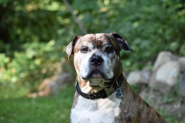 Jackson, an American Pit Bull Terrier and Bulldog mix tested with EmbarkVet.com