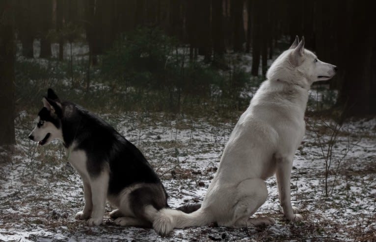 DEMON, a Gerberian Shepsky (5.0% unresolved) tested with EmbarkVet.com