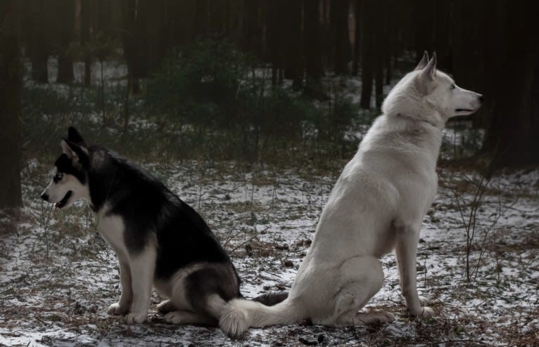 DEMON, a Siberian Husky and German Shepherd Dog mix tested with EmbarkVet.com