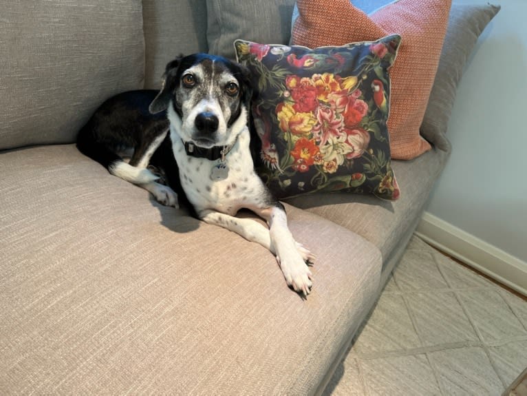 Jasper, a Mountain Cur tested with EmbarkVet.com