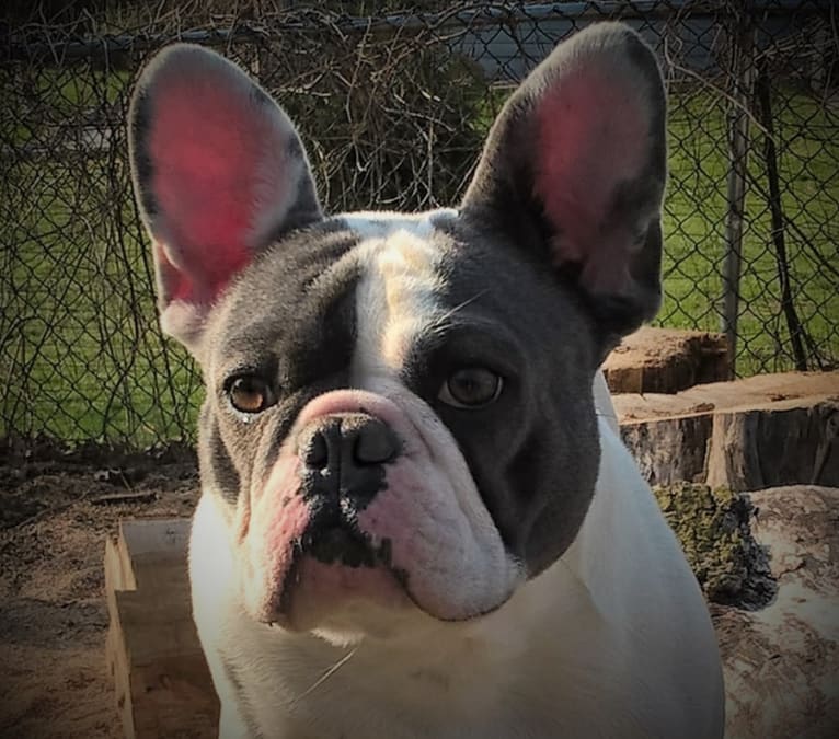 Cassie, a French Bulldog tested with EmbarkVet.com