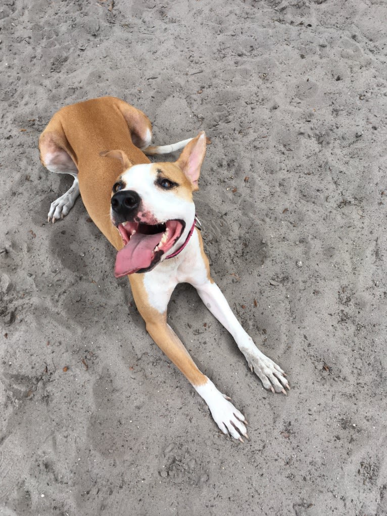 Cappucino, a Chihuahua and American Pit Bull Terrier mix tested with EmbarkVet.com