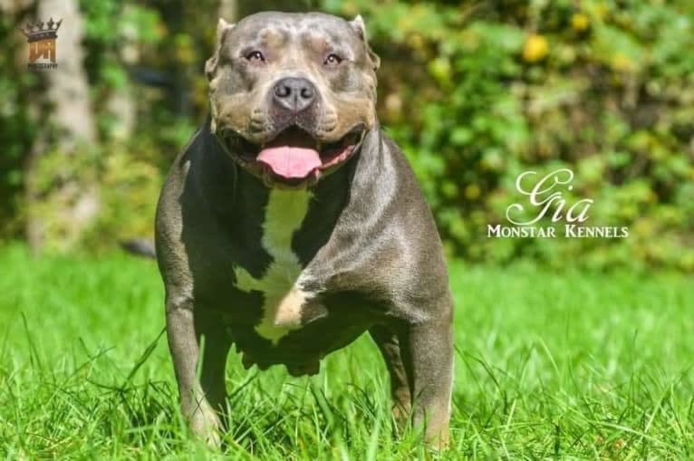 Khaleesi, an American Bully tested with EmbarkVet.com