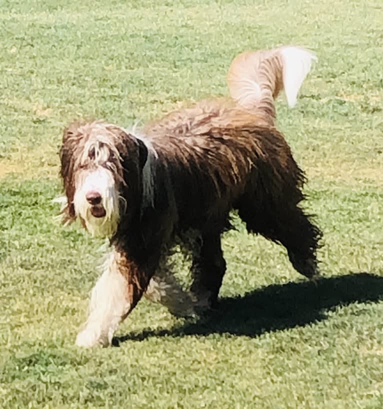 Newton, a Bearded Collie tested with EmbarkVet.com