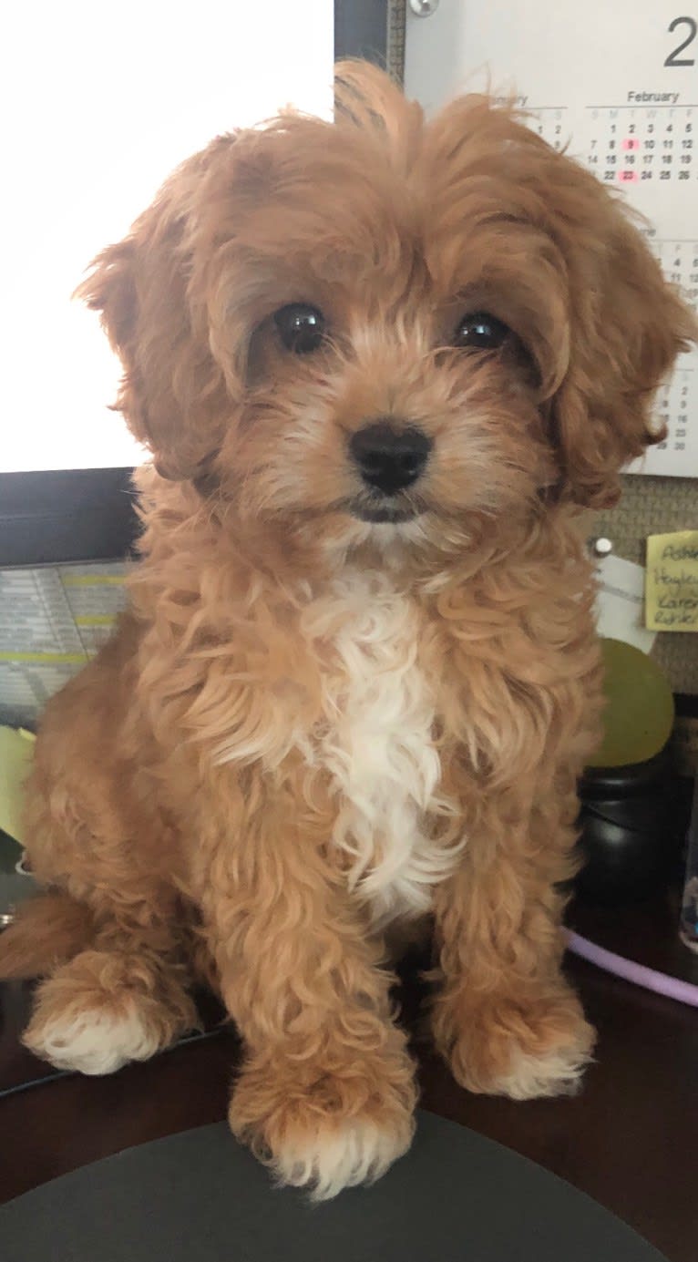 Zoey, a Cavapoo tested with EmbarkVet.com