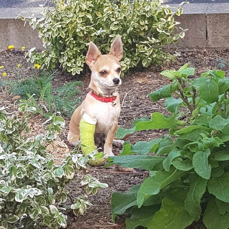 JOE, a Chihuahua and Yorkshire Terrier mix tested with EmbarkVet.com