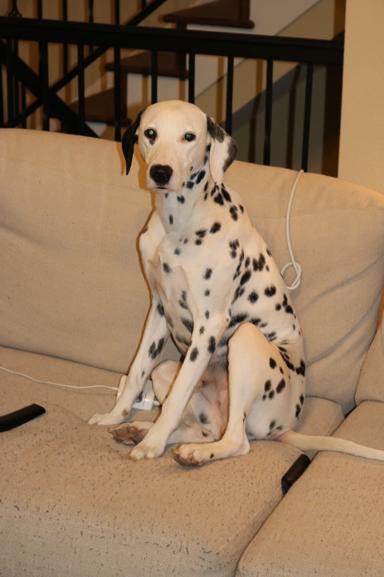 Dice, a Dalmatian tested with EmbarkVet.com